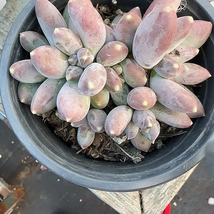 青蛙王子儿童牙膏1121212