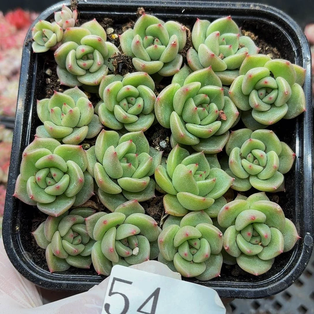 多肉植物多肉植物54