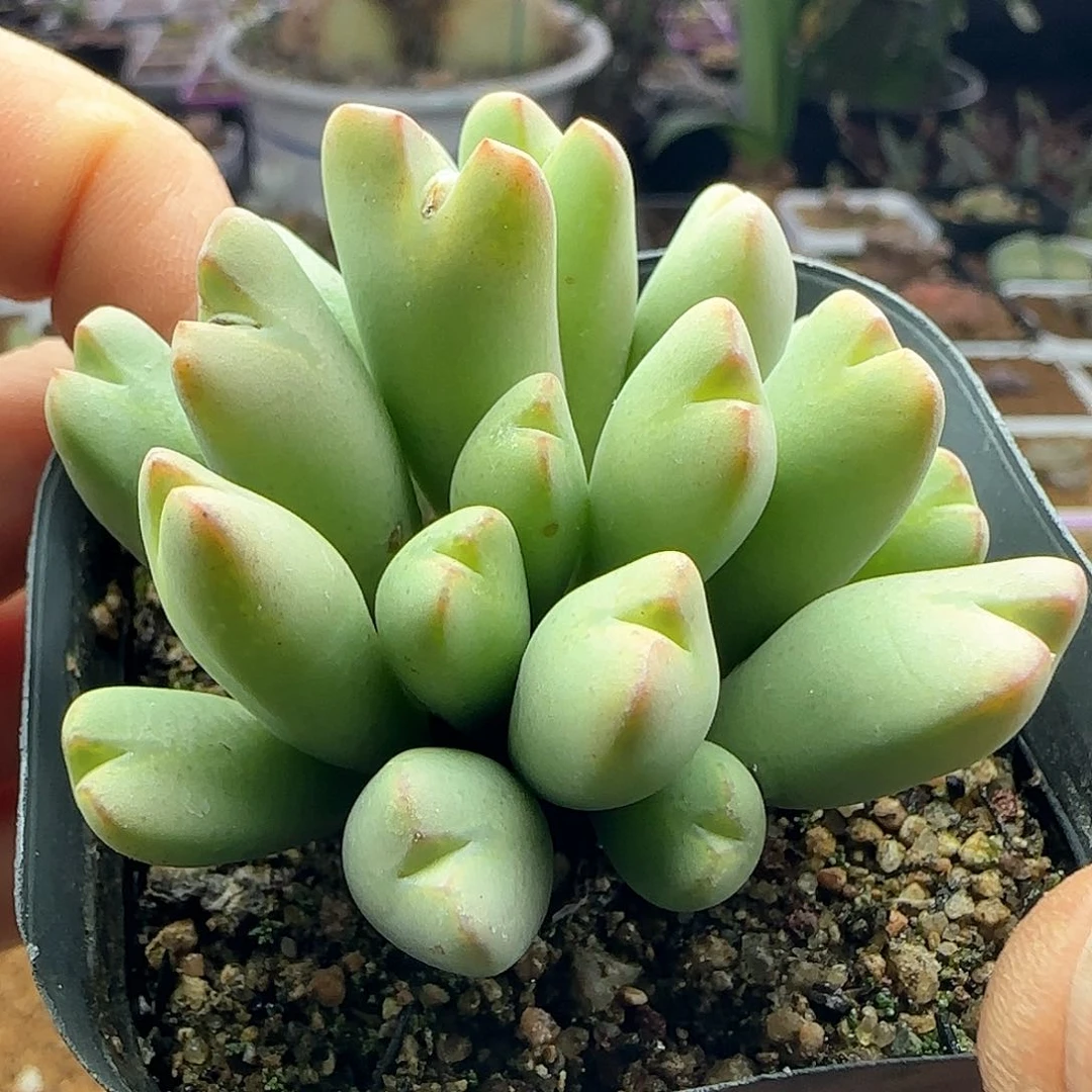 茳**姐28包邮脱土发货28337