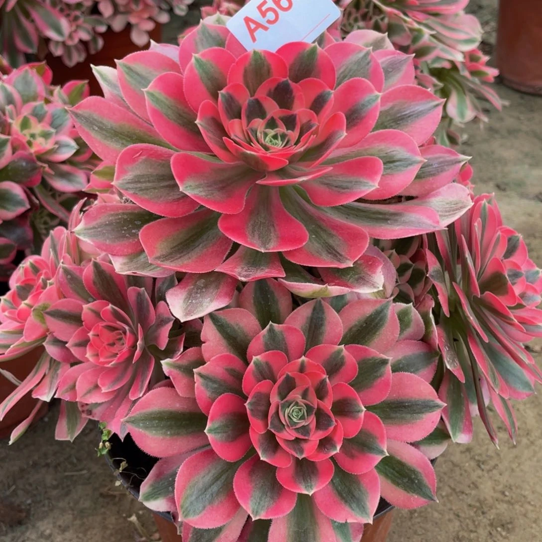 563粉女巫精品法师多肉