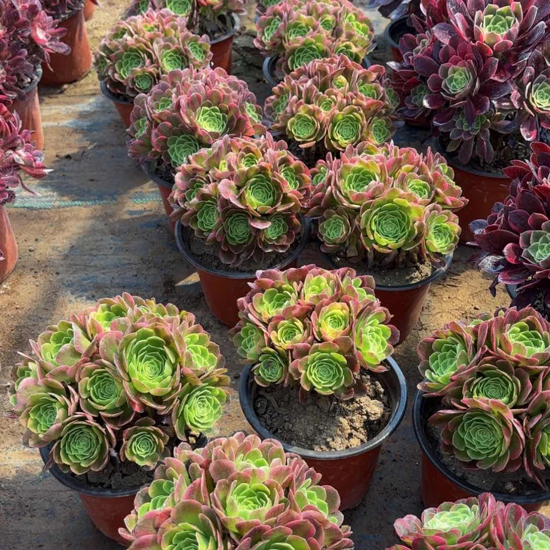 奶白绣球9.9多肉植物