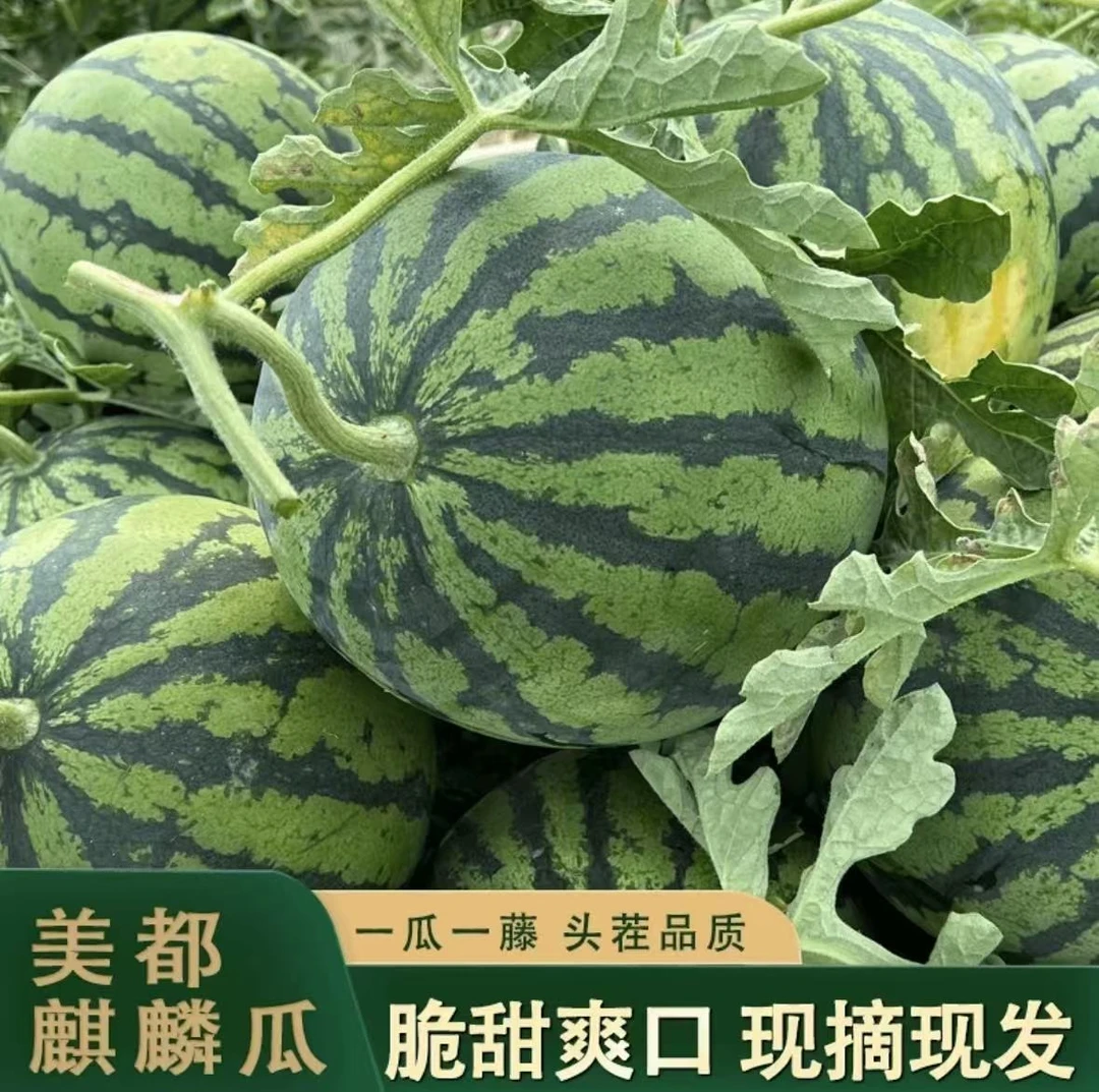 精品麒麟美都西瓜  新鲜采摘 产地直发