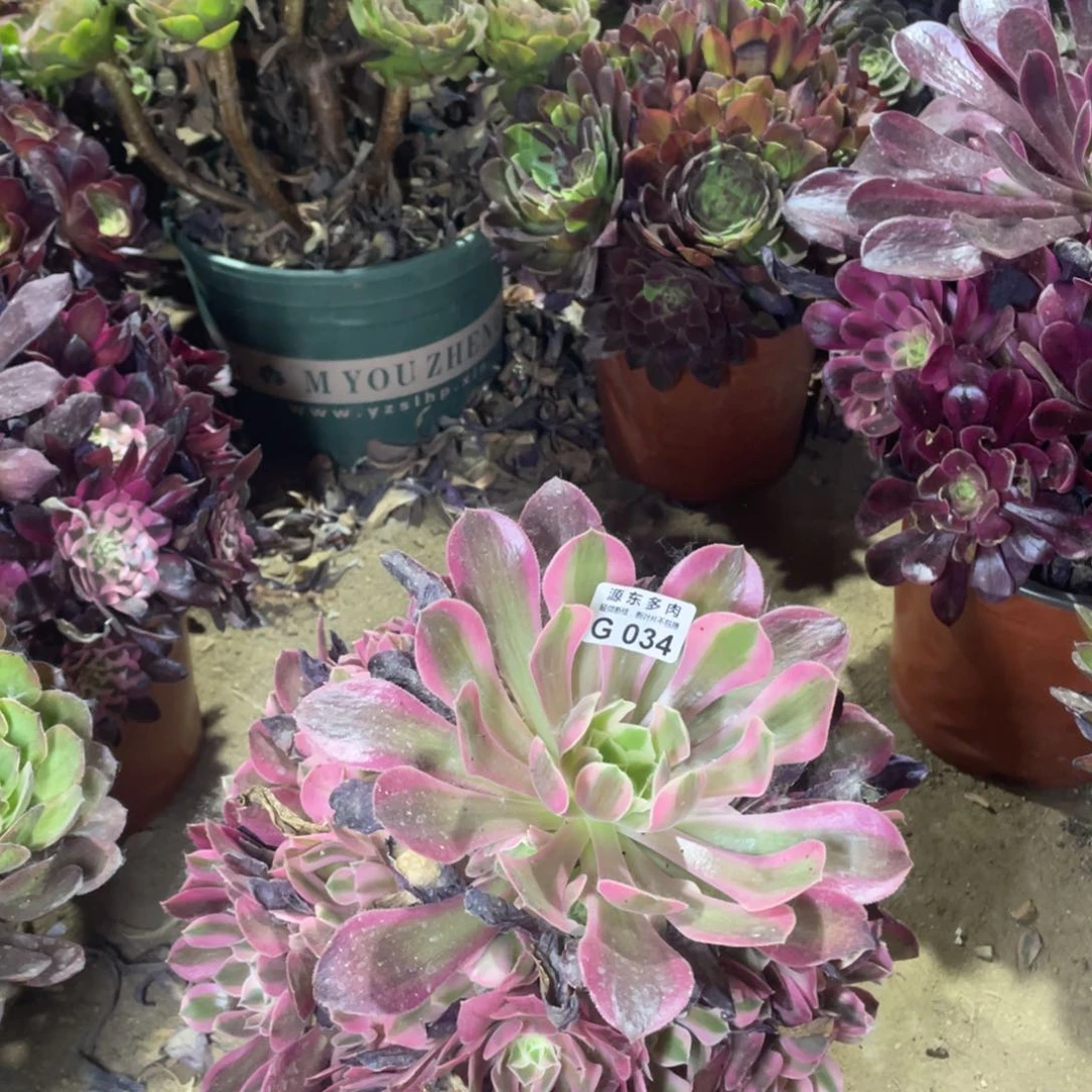 034七彩石多肉法师断枝不包