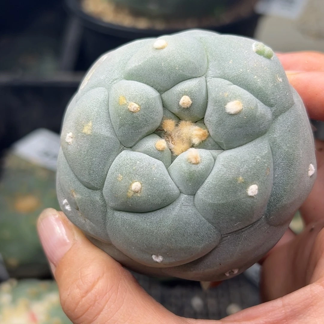 f**e385 有根 仙人球的世界里