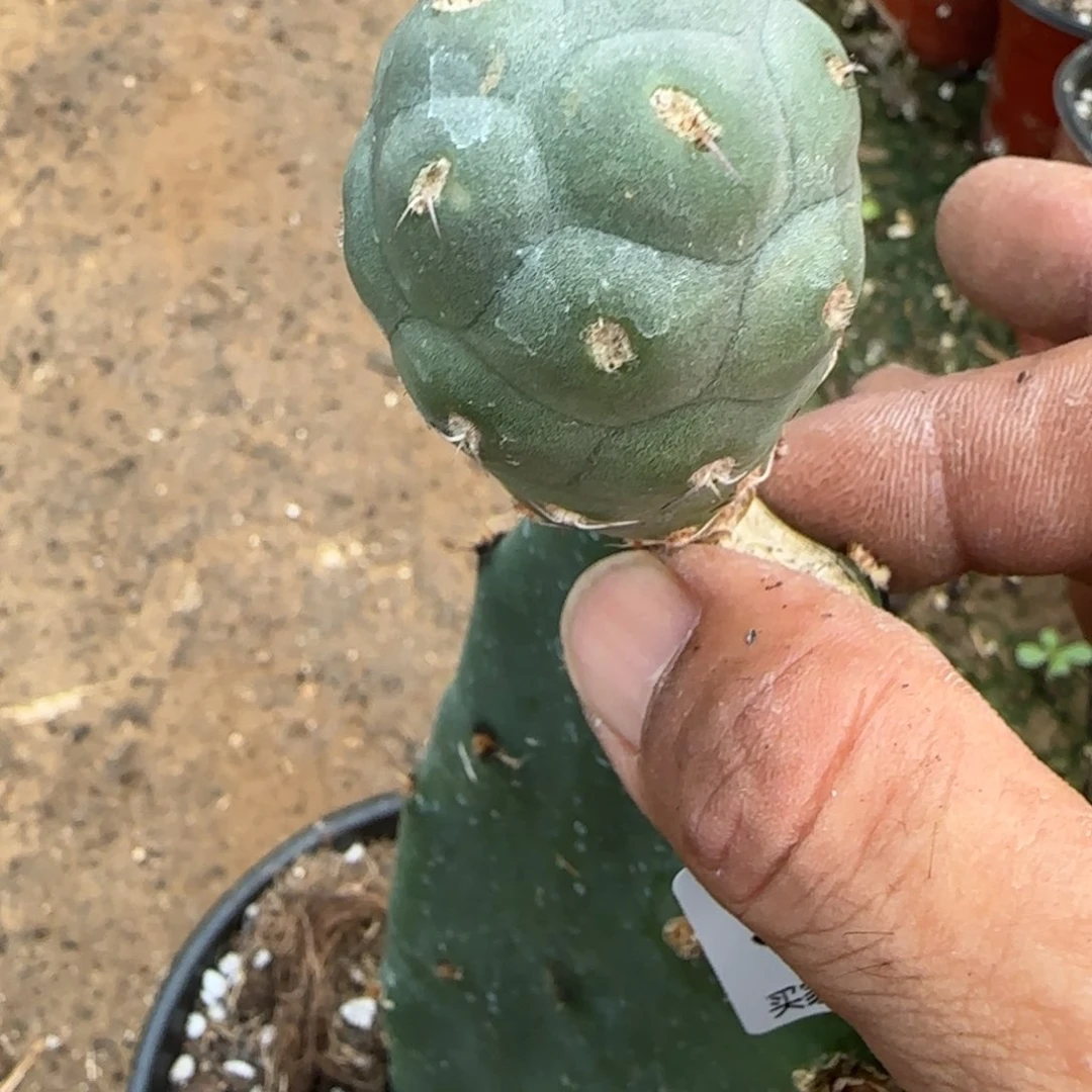 【闪购商品】无花朵无**代新品洞洞93 9植物