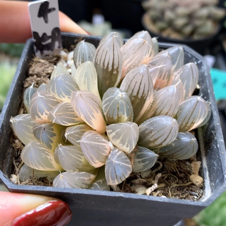 糊斑霓虹灯玉露锦带盆土发货