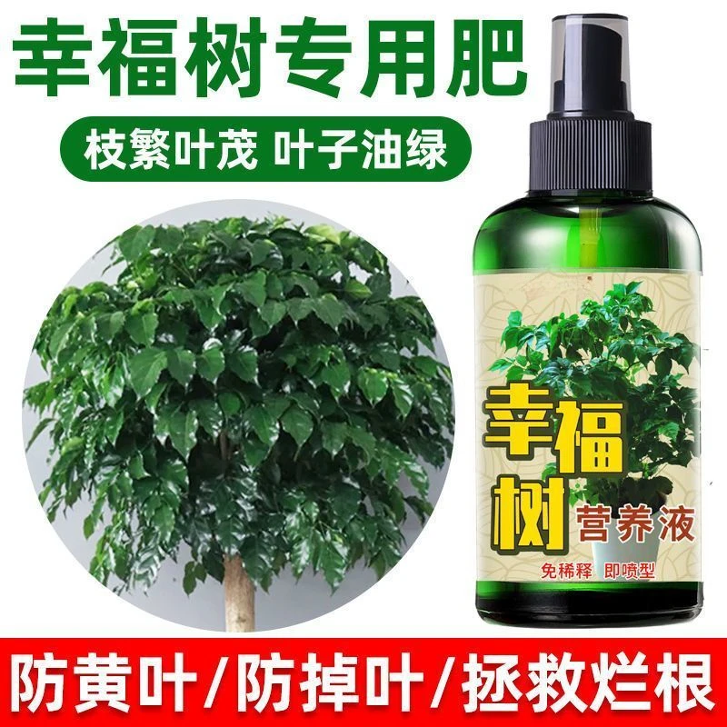 幸福树黄叶专用肥料掉叶落叶干枝促发芽张新叶通用免稀释营养液