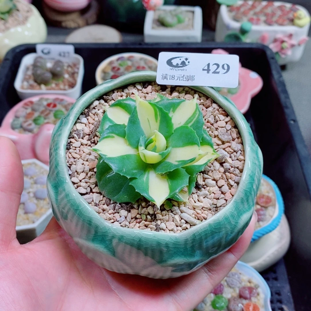 生石花花花花花花429