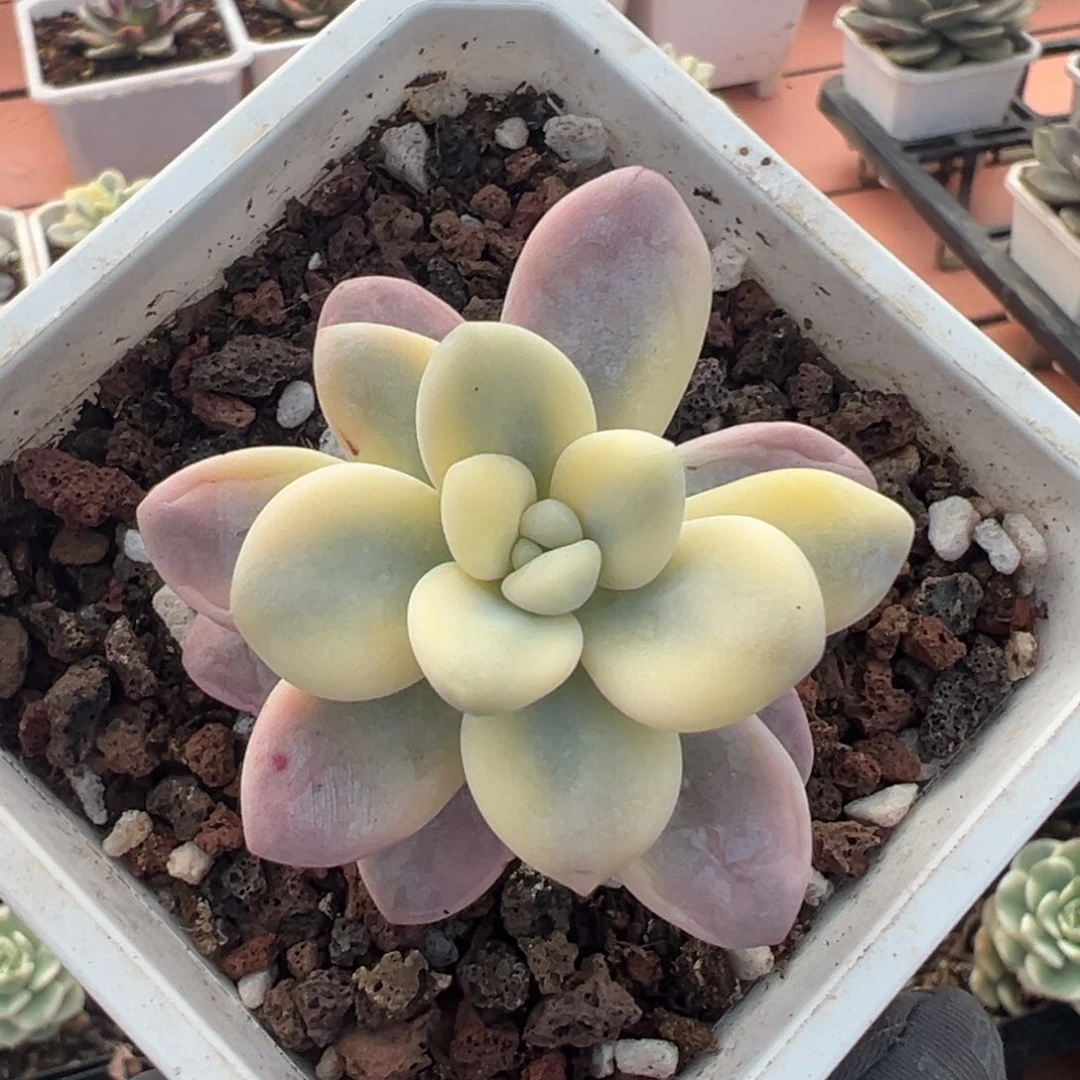 洛神锦，覆轮锦多肉植物