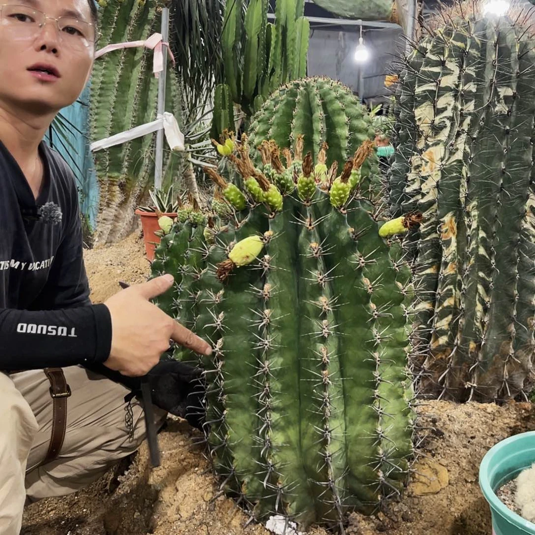 静**光一物一拍。 长勾刺雎鸠玉