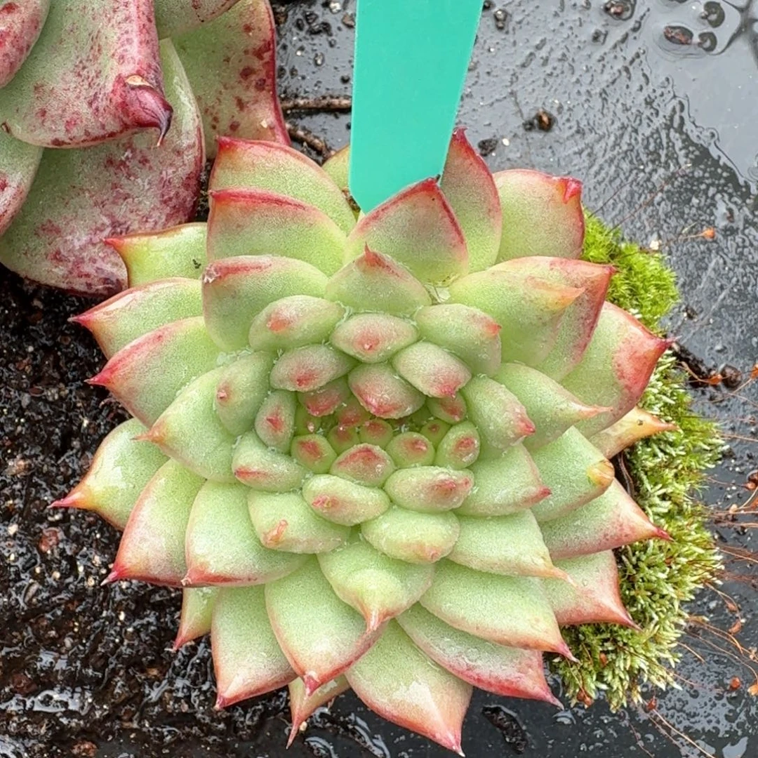 随****从前慢花园多肉编号0901-8