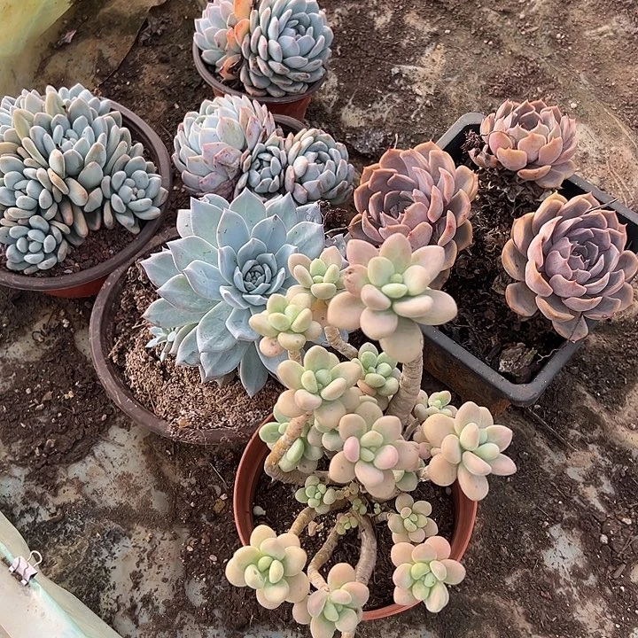 ?****姐多肉植物实物95