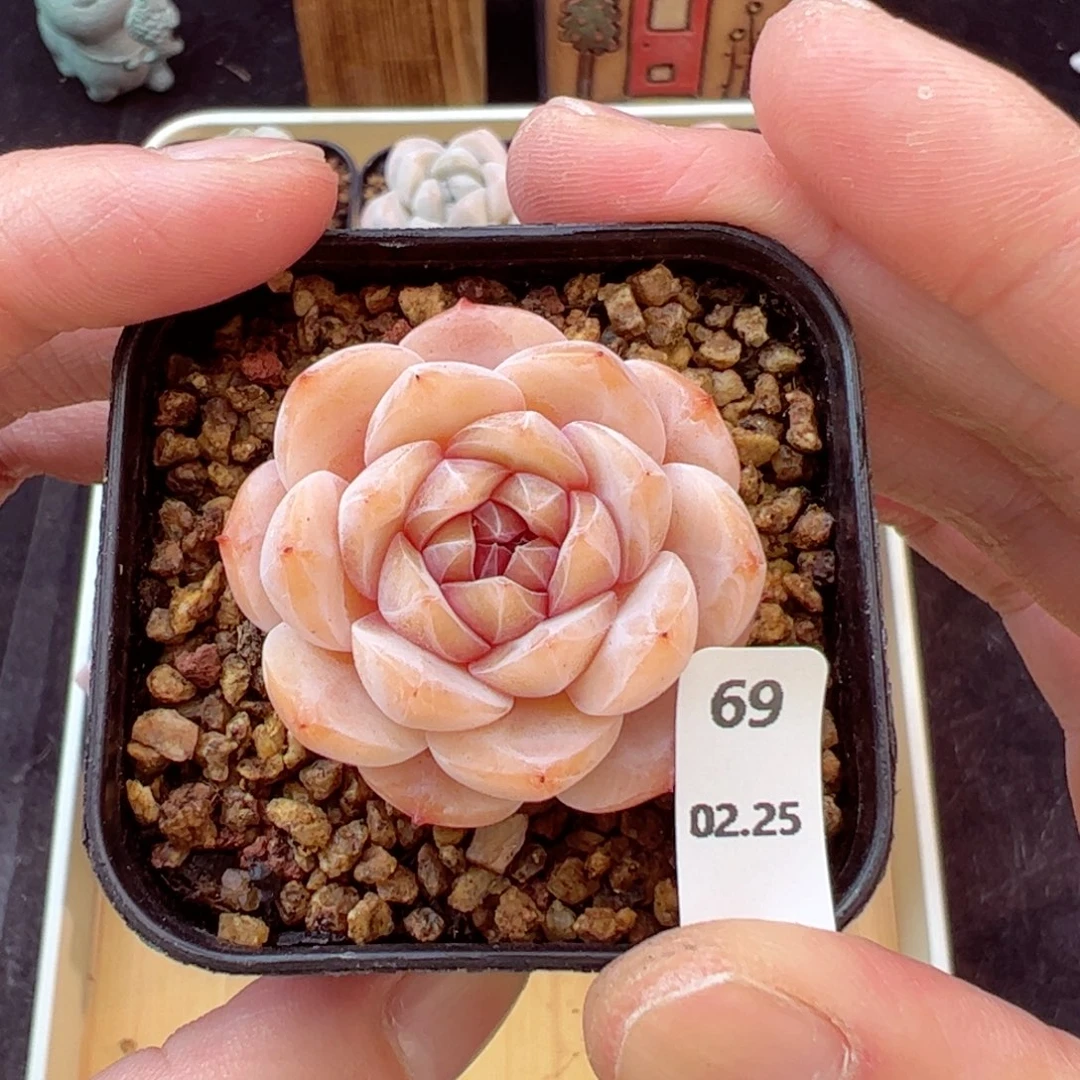 好看没名字69、哈哈