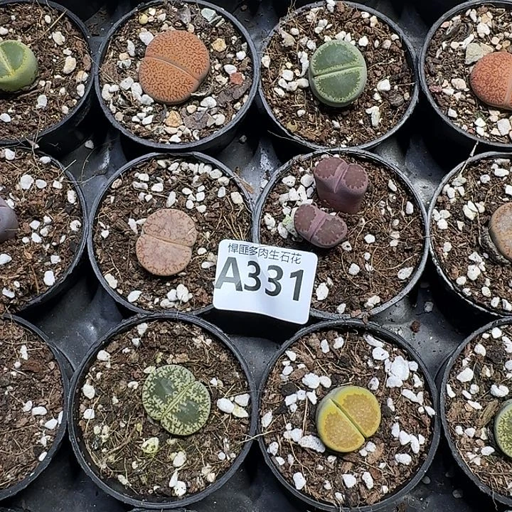 331 多肉植物多肉植物