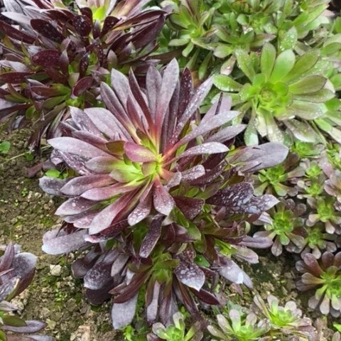 墨法两颗多肉法师042