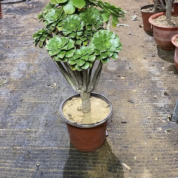 28，绿法师135678999000