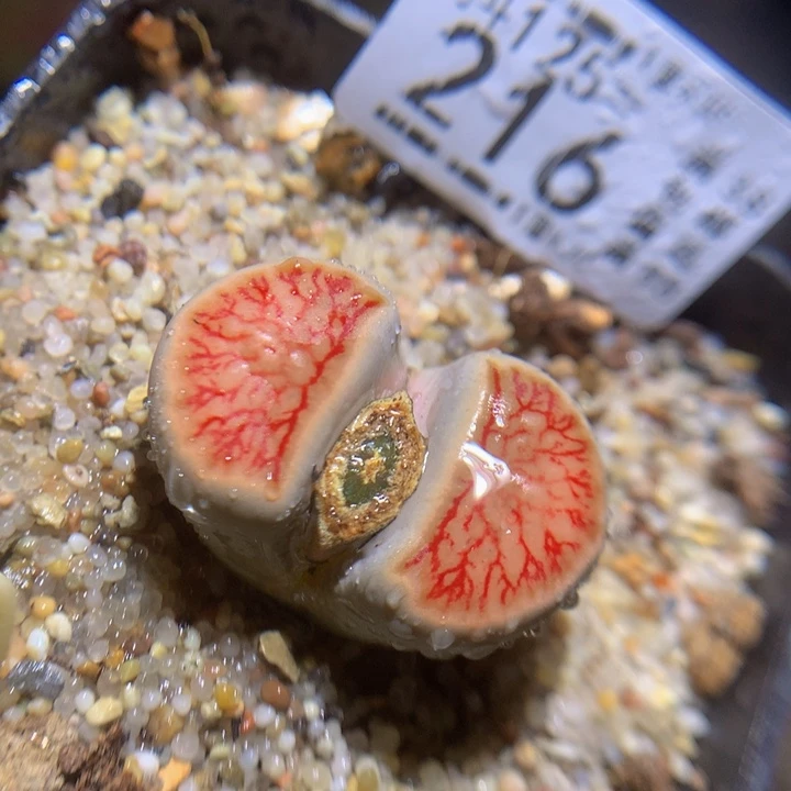 精品生石花125.216