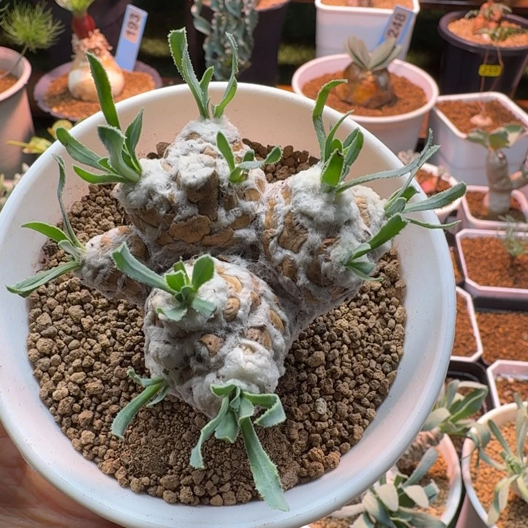 y***6刨花厚墩菊789 仙人掌