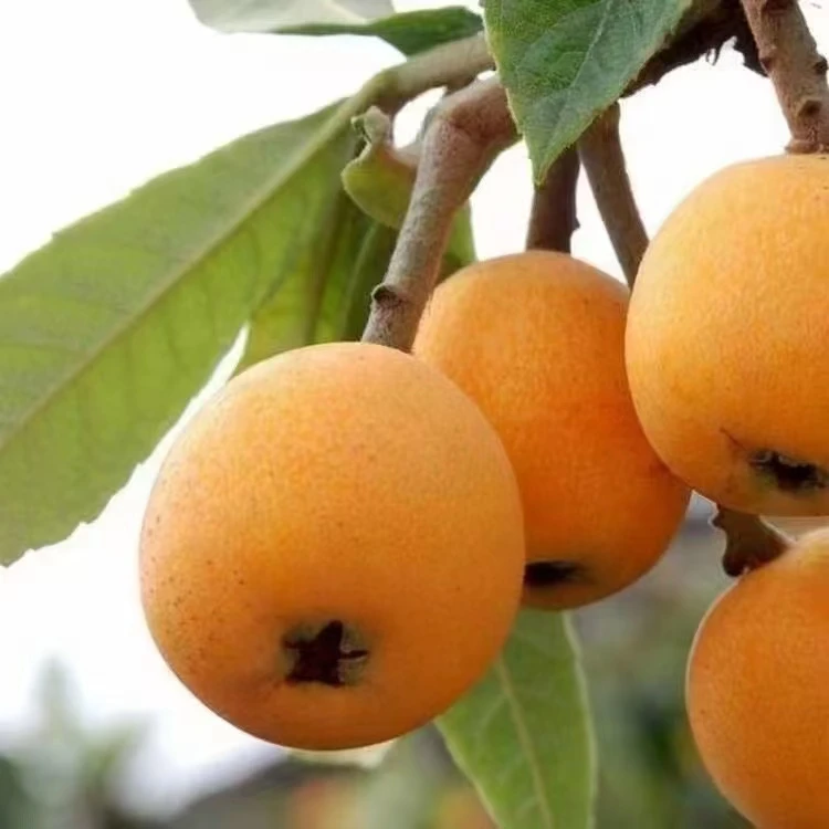 新鲜现摘大五星枇杷精选大果4斤装单果45-55g