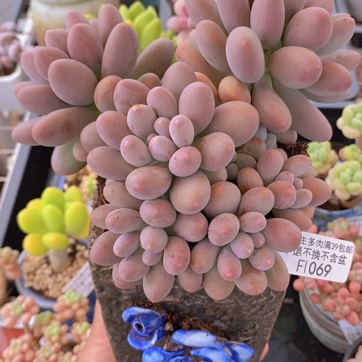 蛋黄奶群15cm1069多肉植物