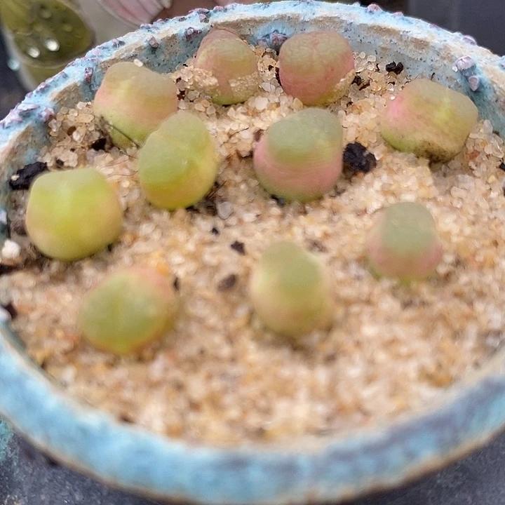 雪茄一颗发货带老皮