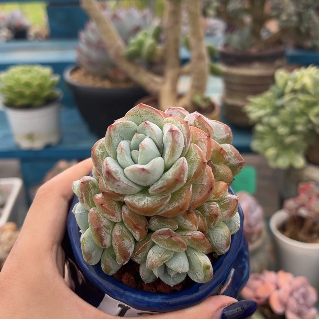 一物一拍：维特多头