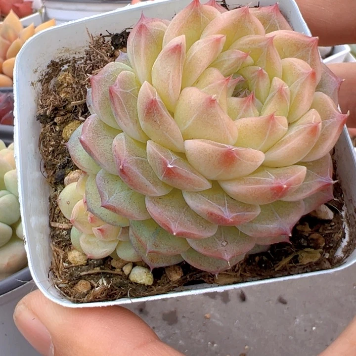 可乐珍妮【一物一拍】两单包邮