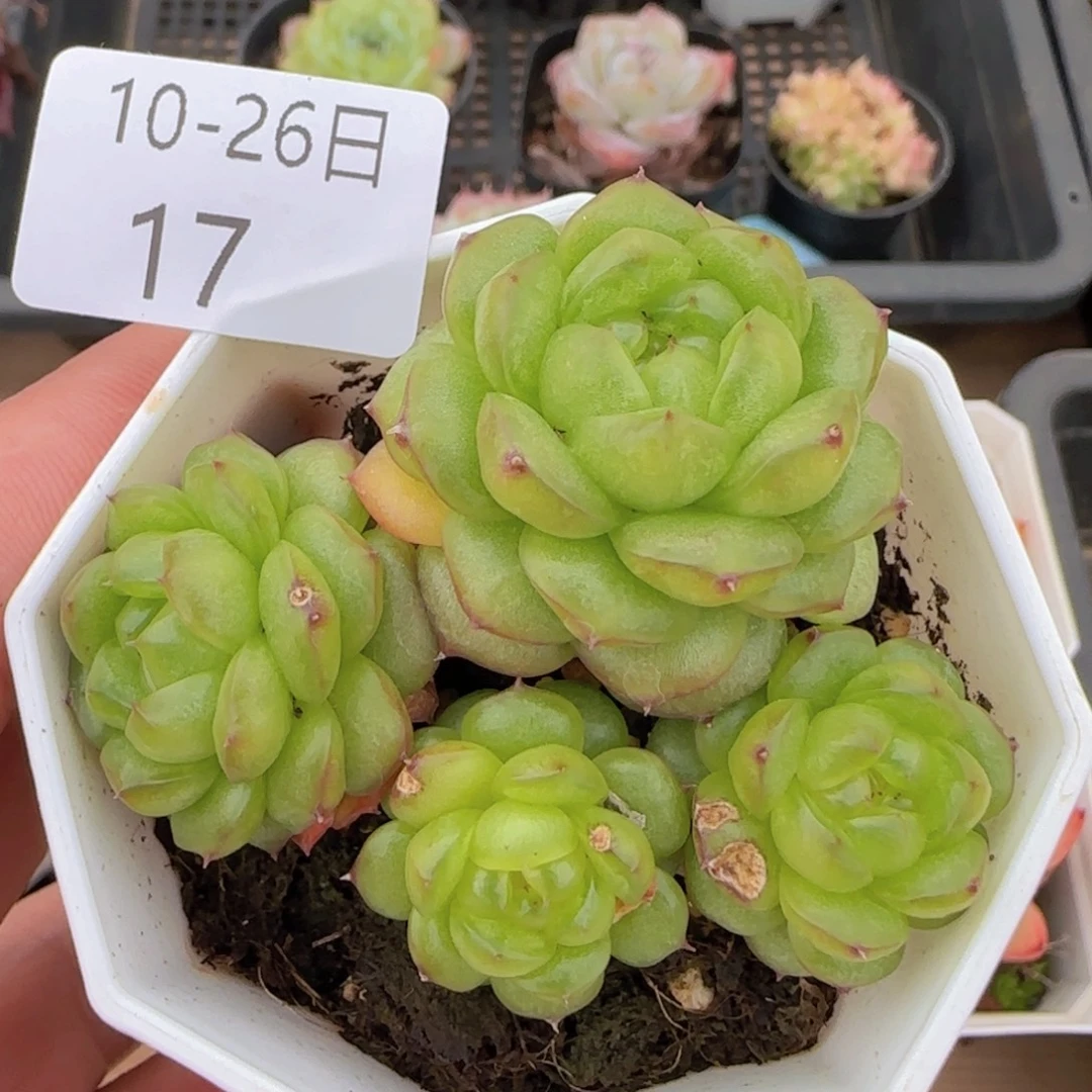 四头灯泡珍妮一颗脱土