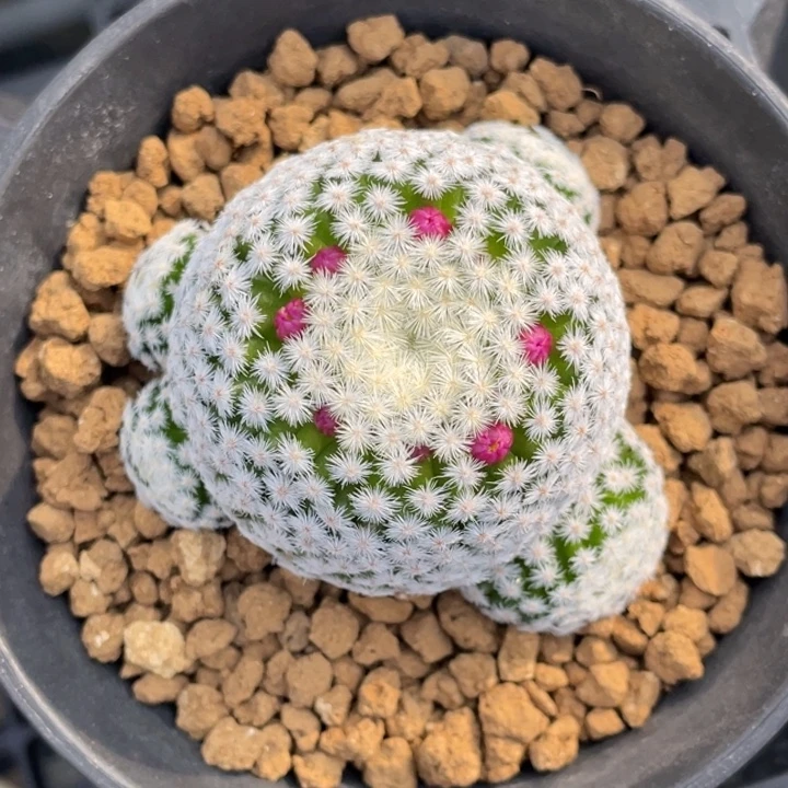 佛头春星         侧芽自根