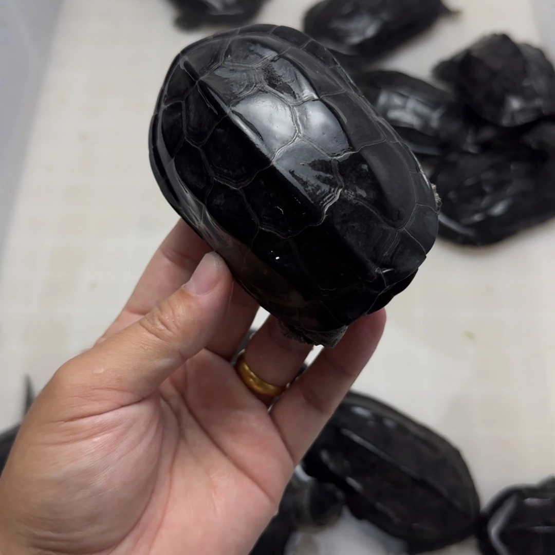 中华草龟公碳墨龟