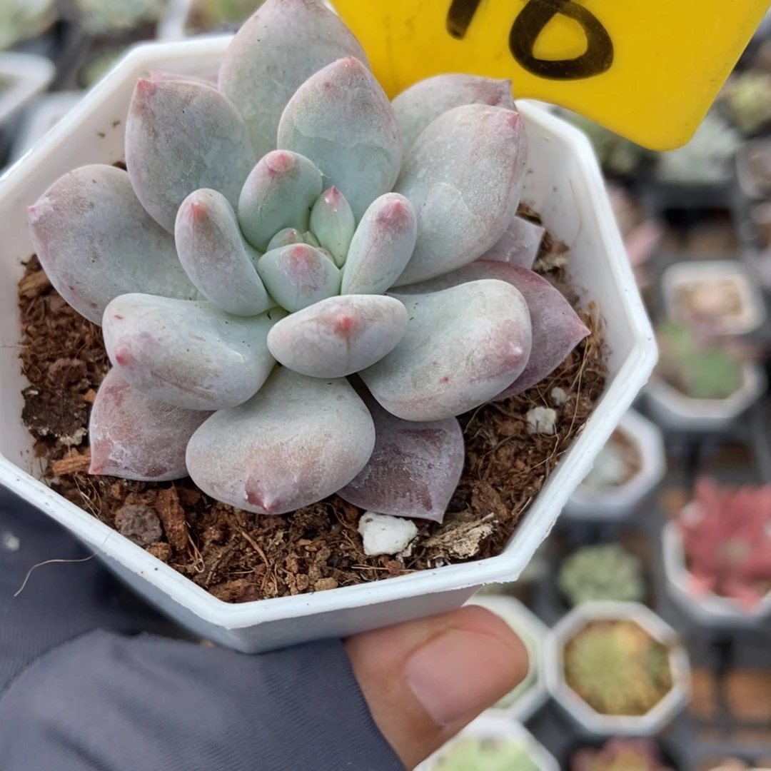 546半夏多肉植物多肉