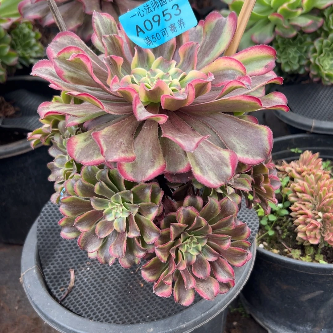 0953多肉植物红波澜