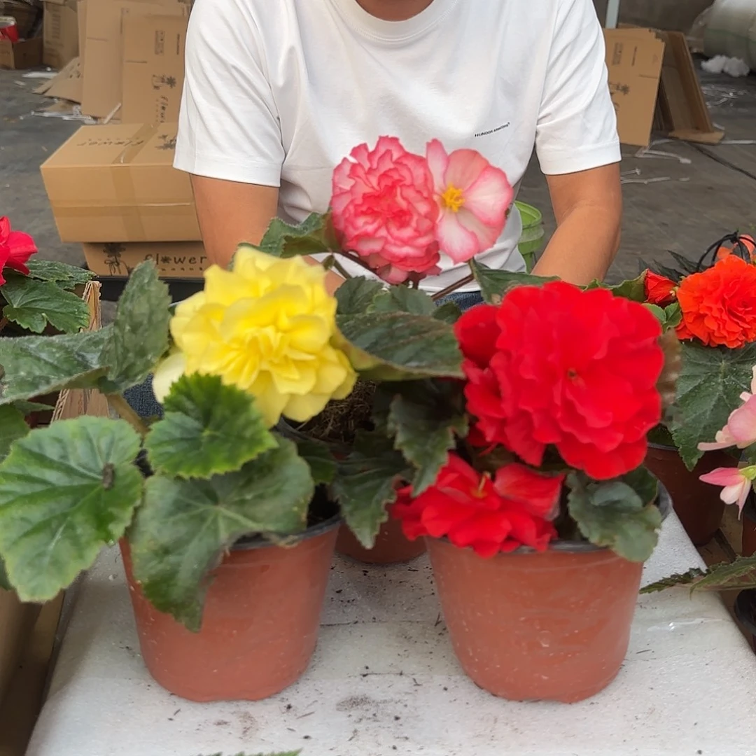 粉花边➕红➕黄掉花折叶正常，介意勿拍