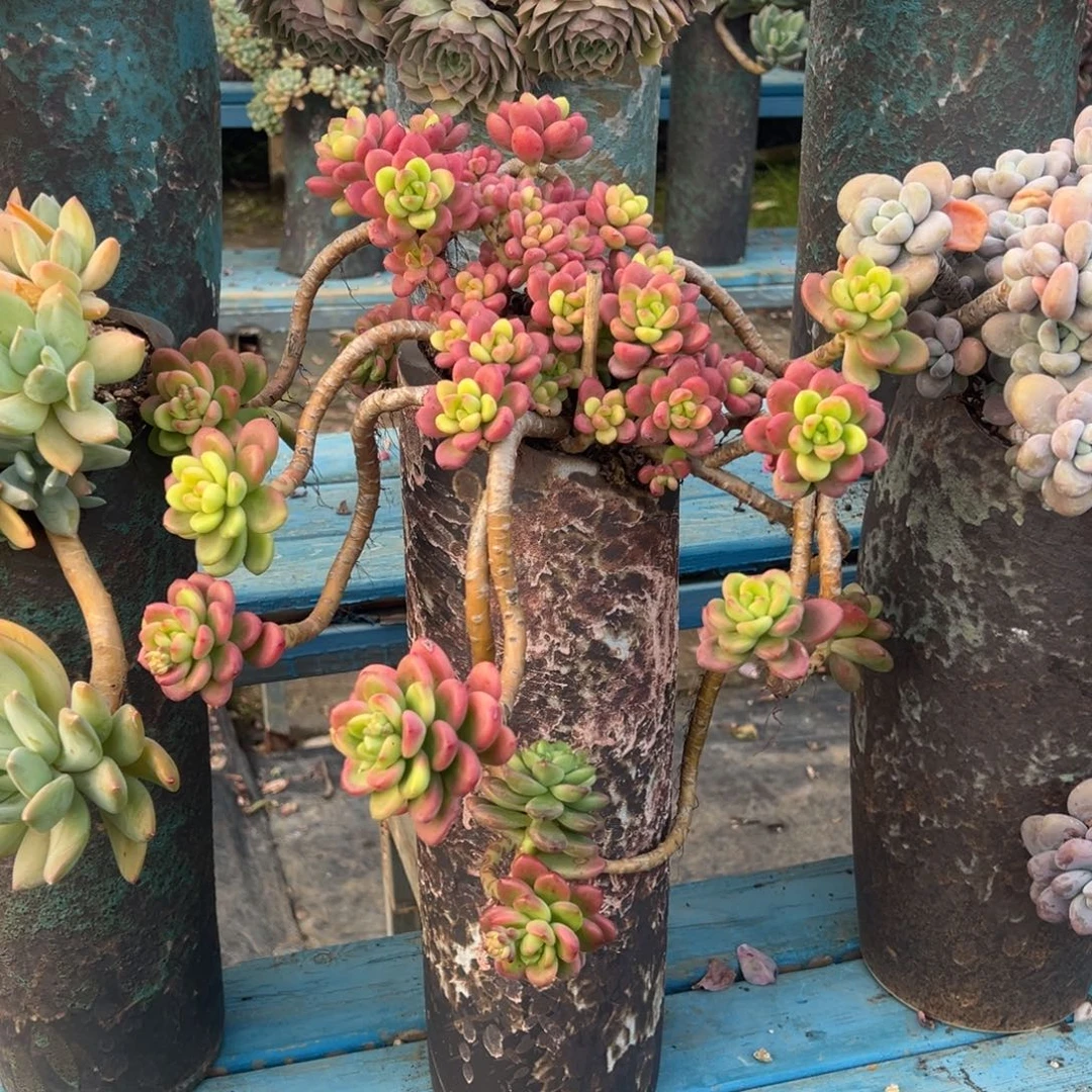 露养老桩脱土裸根香格里拉