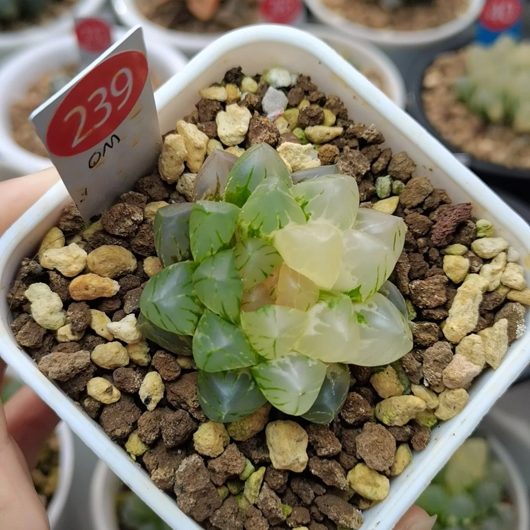 239号OM玉露锦一物一拍带盆土发货