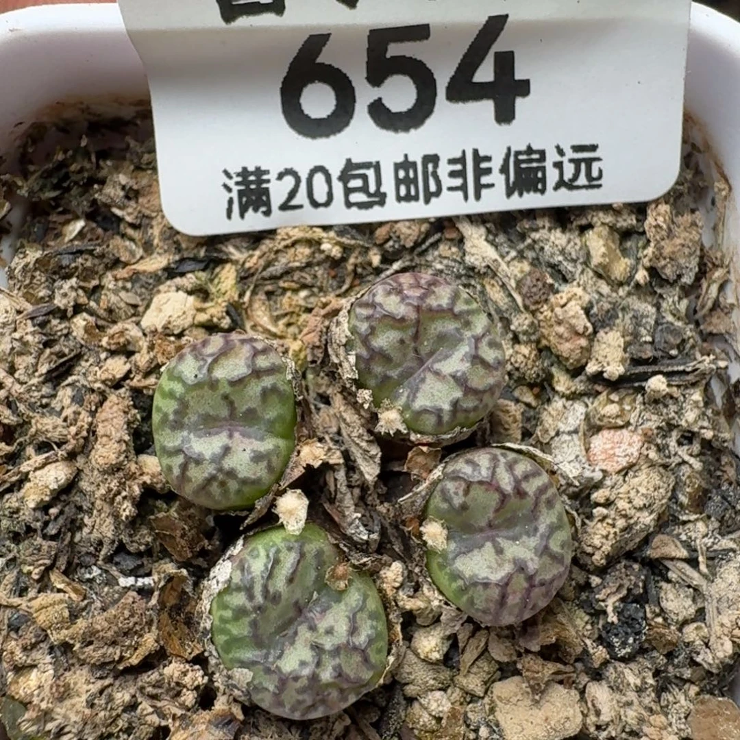带盆土