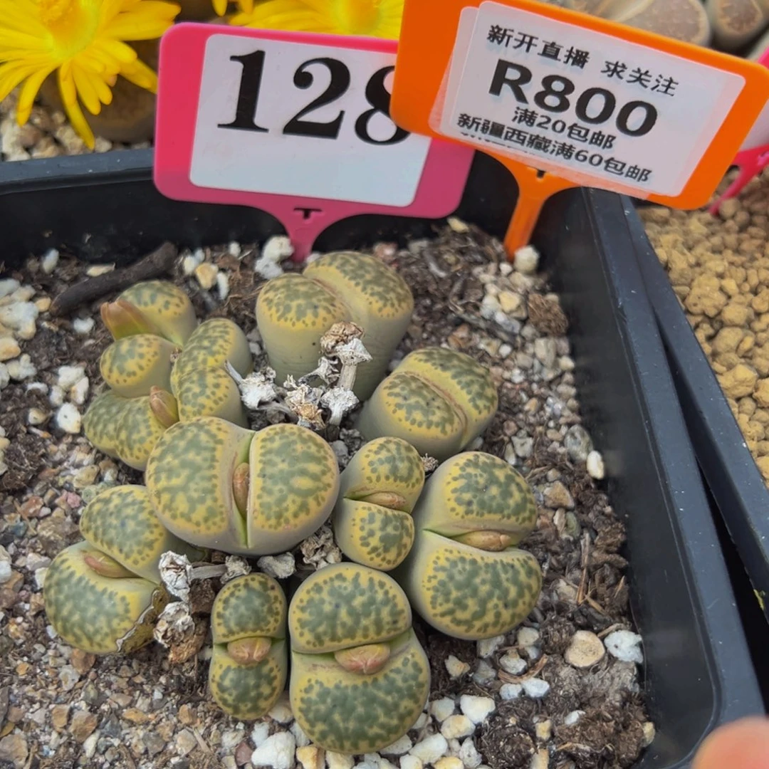 800 生石花大群生一物一拍