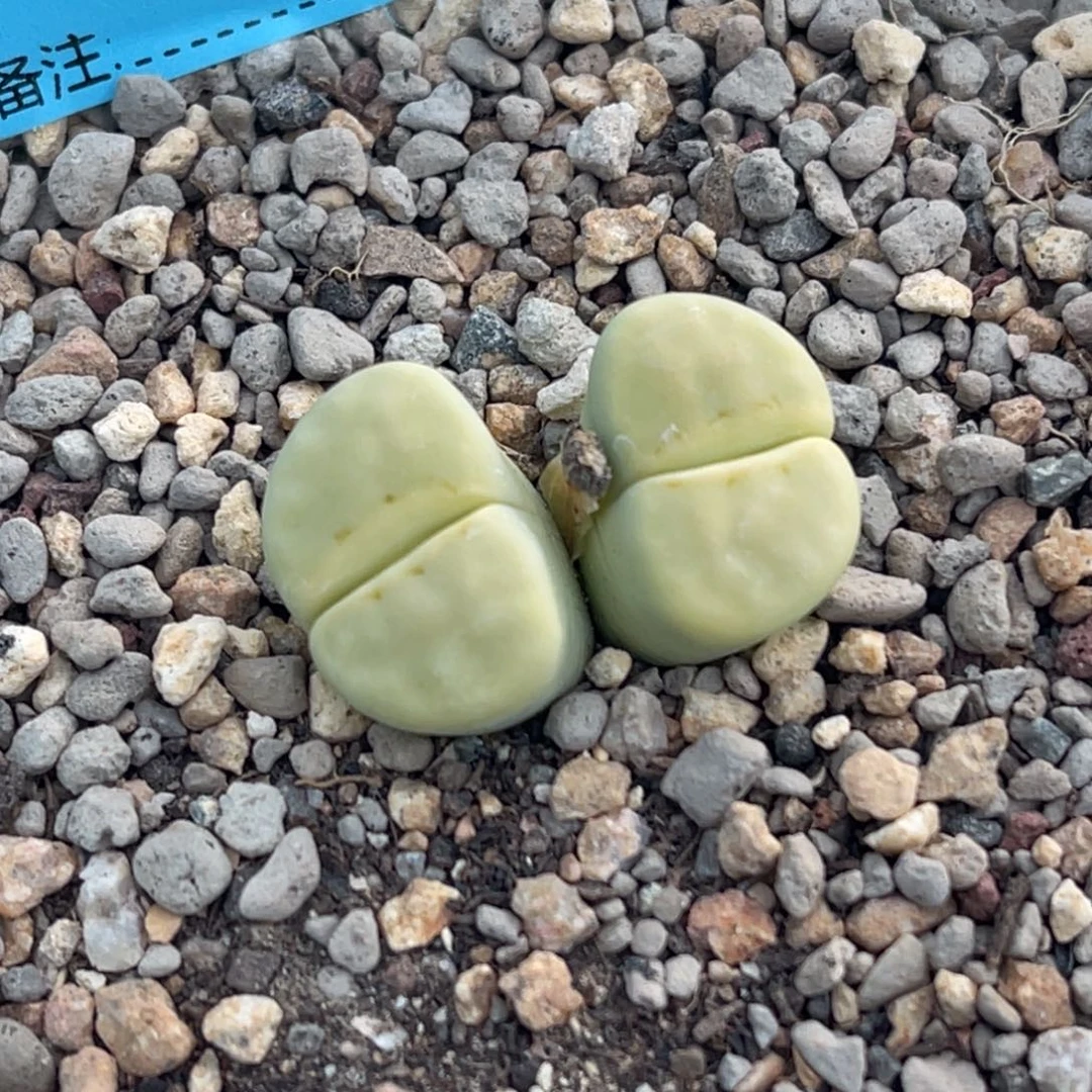 6967双头奶油寿丽一颗