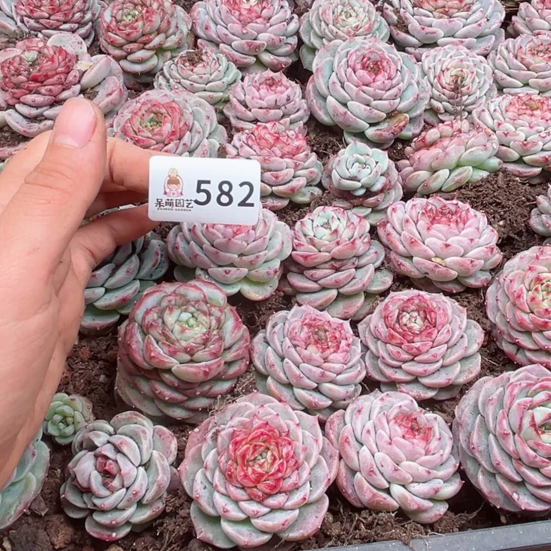 芽*多肉植物多肉植物