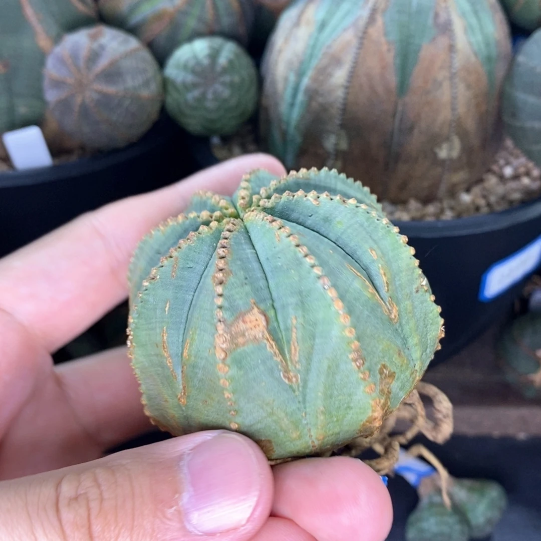 6 欧系实生布纹球多肉植物