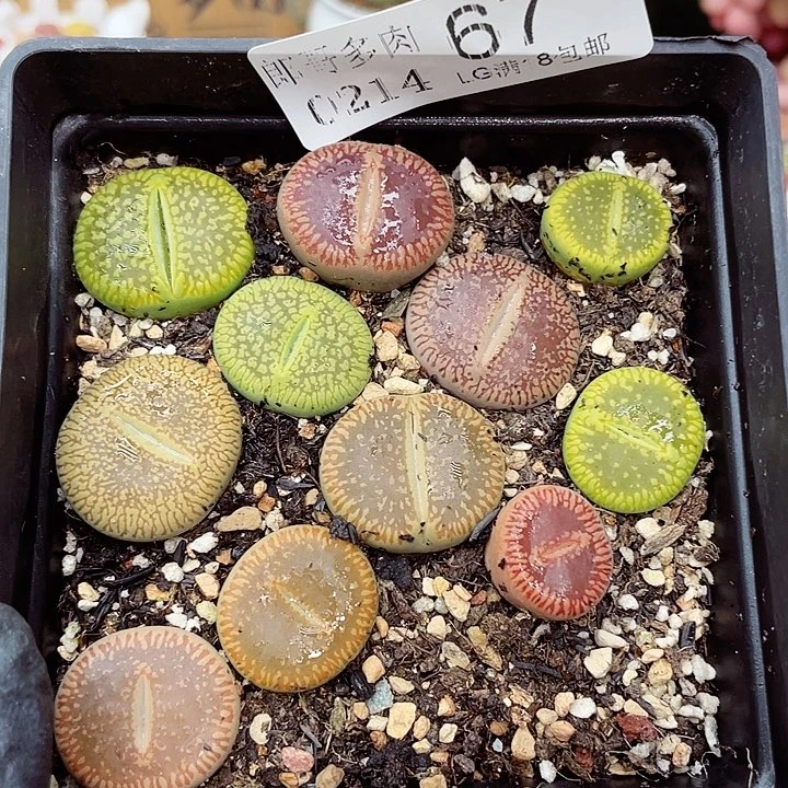 生石花满18包邮14-67