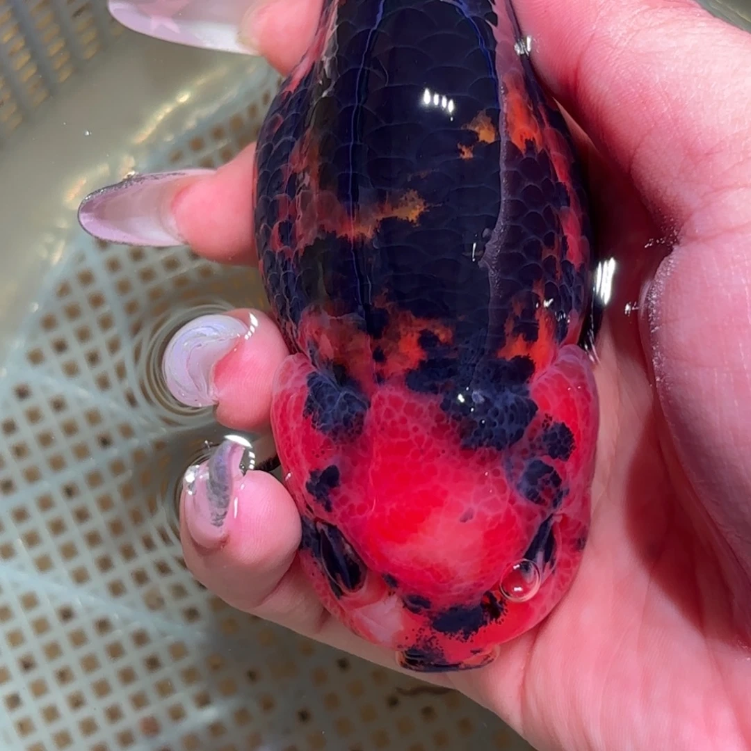 大***猫金鱼拍包装包邮，不拍包装运费到付