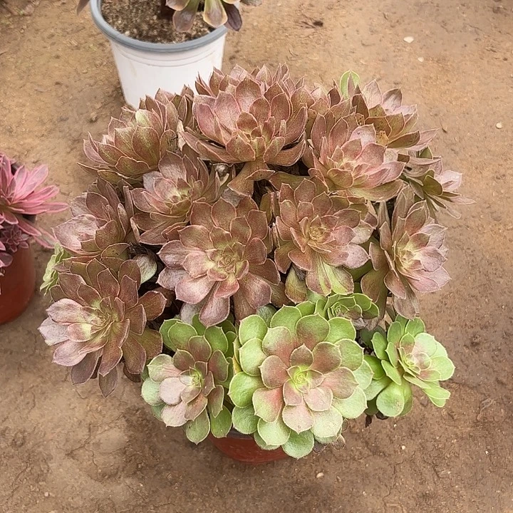 多肉植物万灰阴阳51