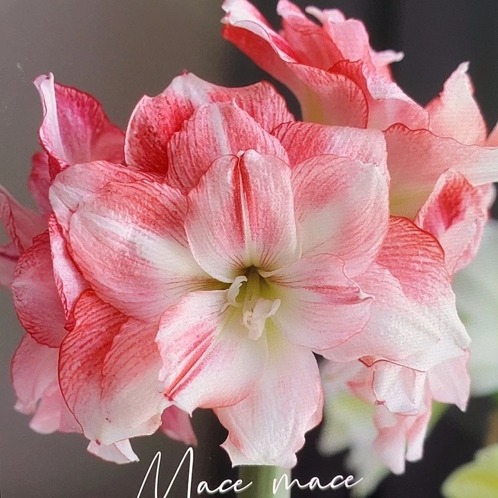 迪卡日出5厘米朱顶红