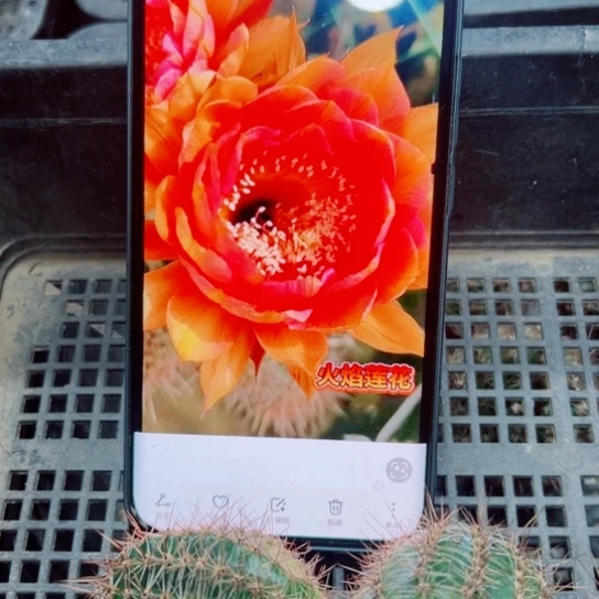 下12彩草火焰莲花歪无根侧芽4公分左右20包邮