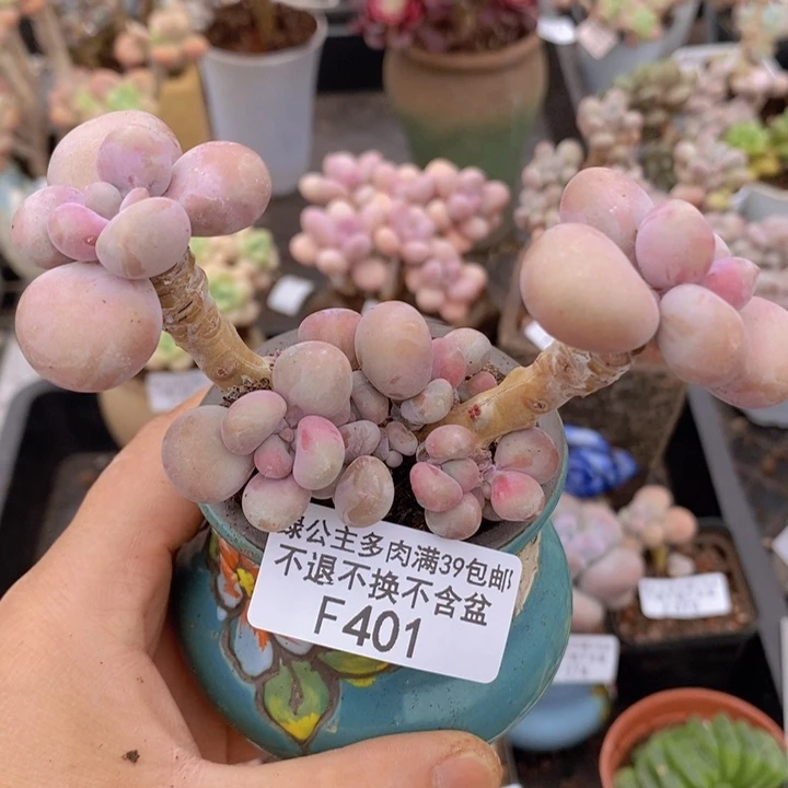 腰子桃蛋401多肉植物