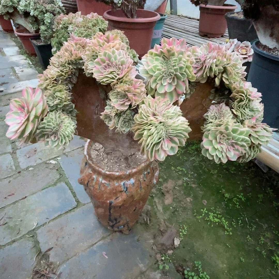 【闪购商品】全部花朵倾城