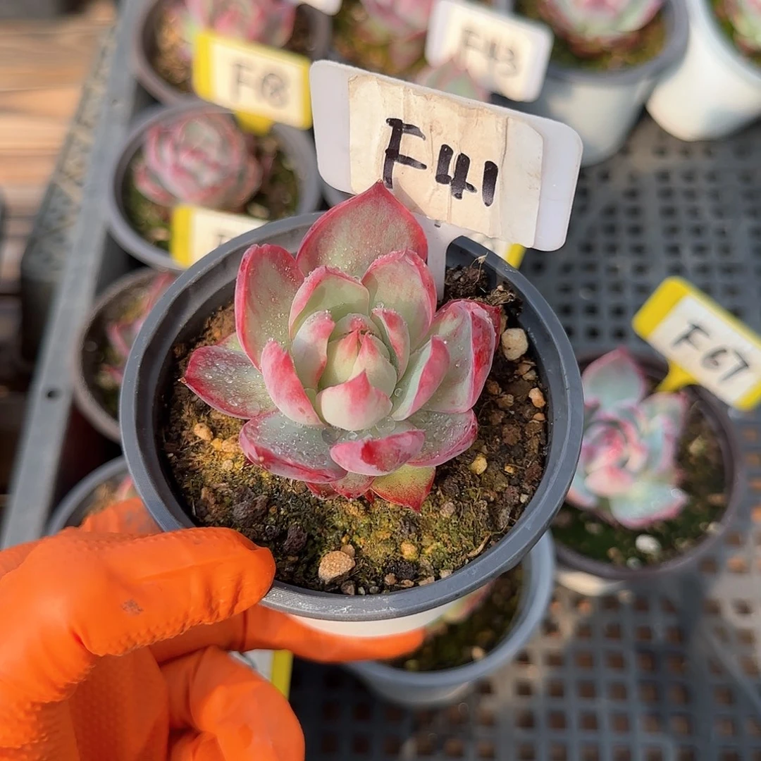 A****?F41惊鸿单头多肉