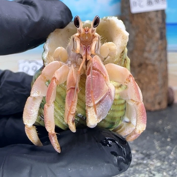 A5-1.6口粉紫灰白