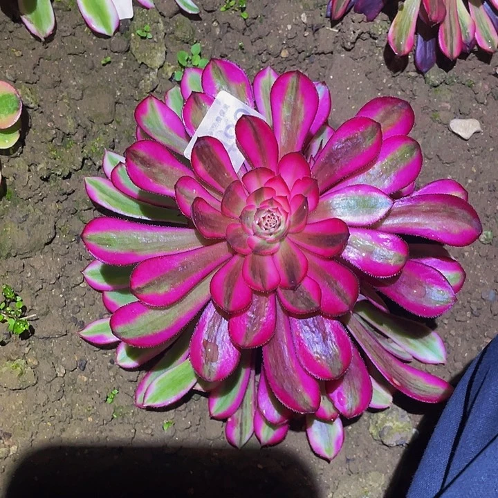 嫣2499白月光多肉植物